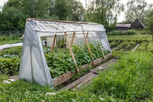 саморобна теплиця з плівки на дачній ділянці
