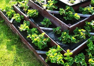 багаторівневі високі грядки з полуницею на ділянці
